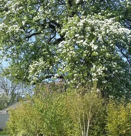 Hébergement de vacances Gîtes Fleur Des Pommiers *
